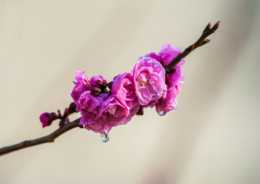 梅花