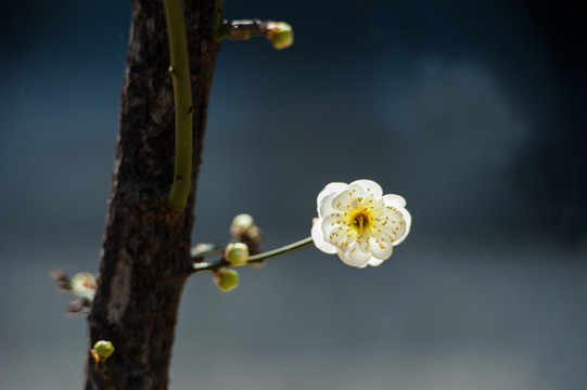 梅花
