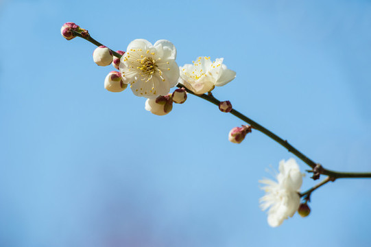 梅花