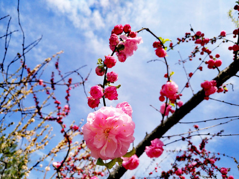 桃花