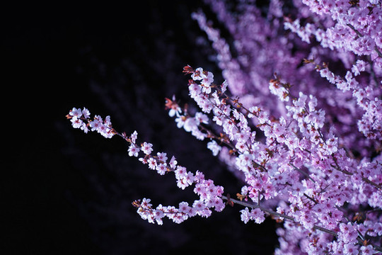 黑背景桃花