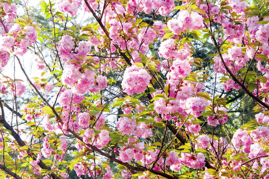 櫻花