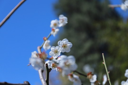 櫻花