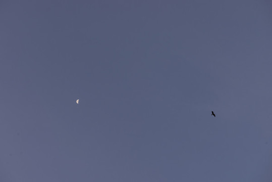 月亮與飛鳥