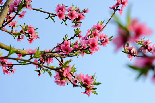 桃花