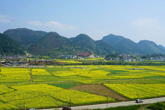 油菜花田