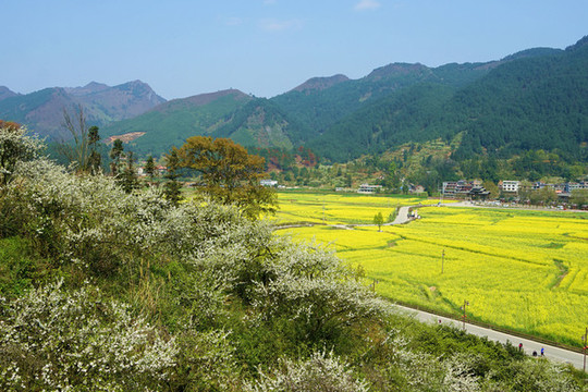 油菜花田