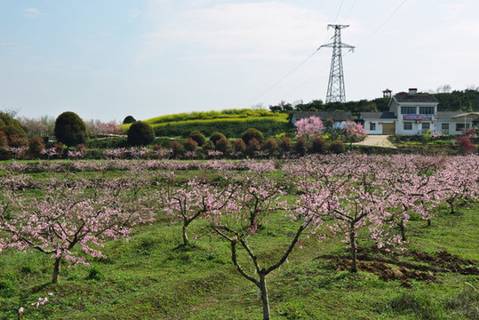 桃園風(fēng)景