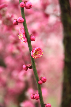 枝頭花蕊