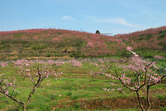 桃園風(fēng)景