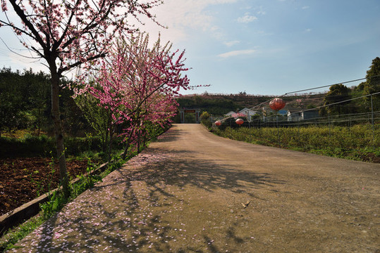 桃園風(fēng)景