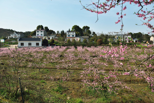 桃園風(fēng)景