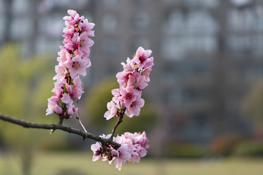 三月春風(fēng)里櫻花和桃花盛開