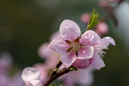 三月春風(fēng)里櫻花和桃花盛開