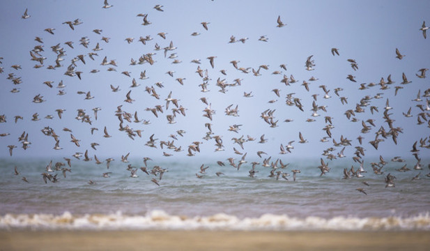 鳥浪
