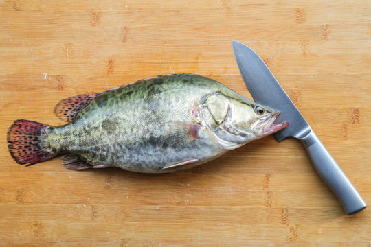 鱖魚