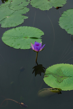 蓮花