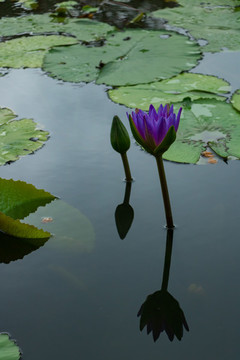 蓮花