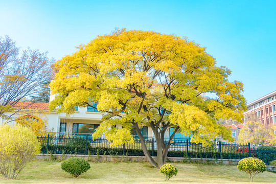 公園秋景