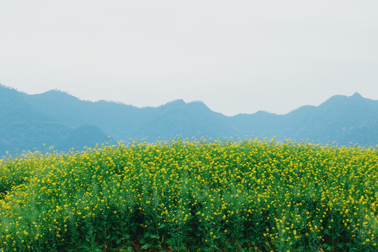 水墨山為背景的油菜花