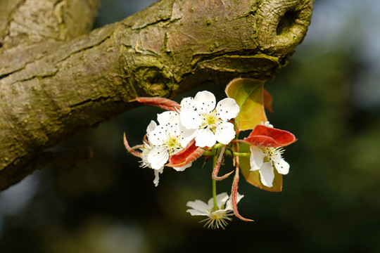 櫻花