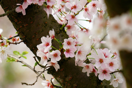 櫻花