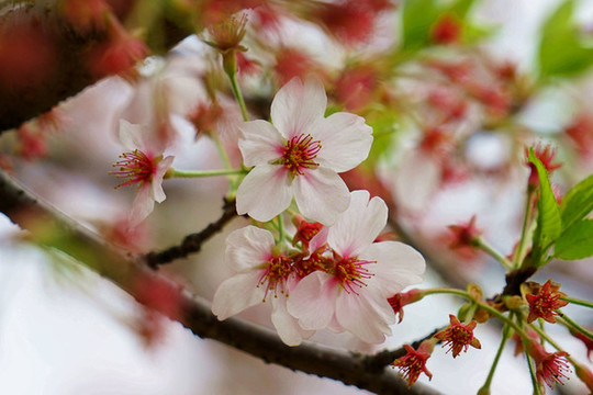 櫻花