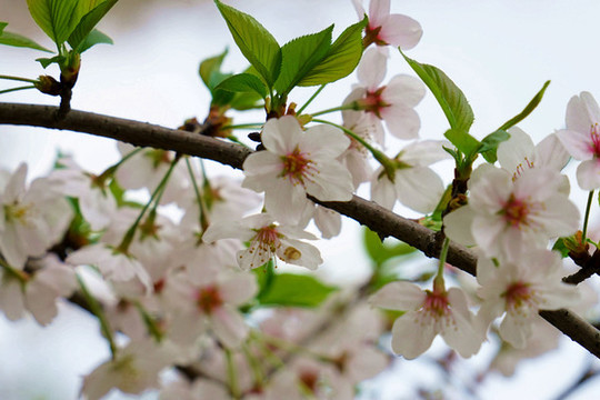 櫻花
