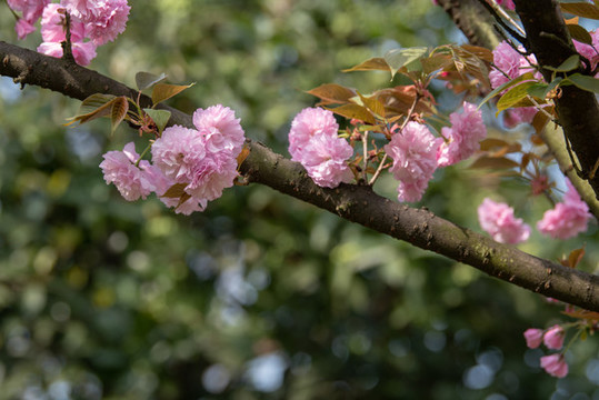 櫻花