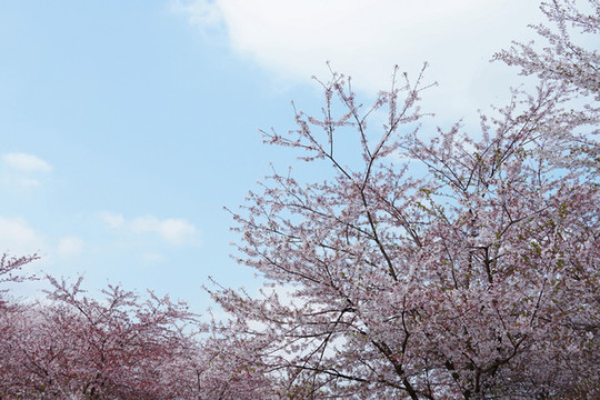 櫻花林