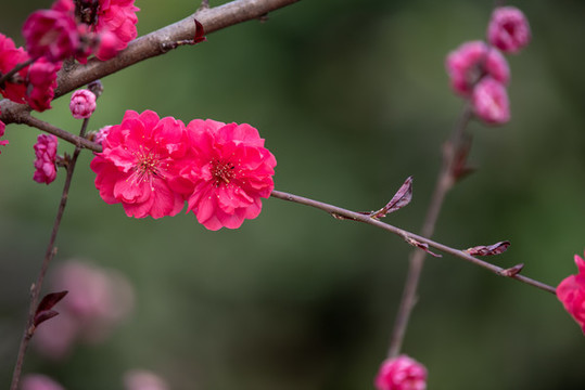梅花