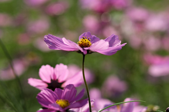 波斯菊