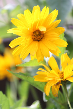 太陽花
