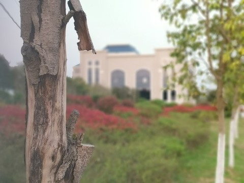 小樹