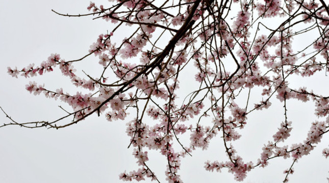 桃花