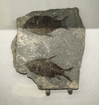 湖北江漢魚化石