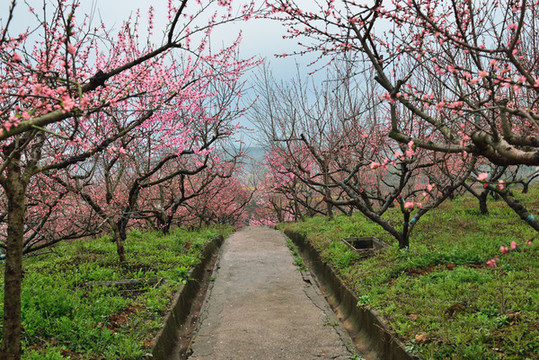 桃花園風(fēng)光