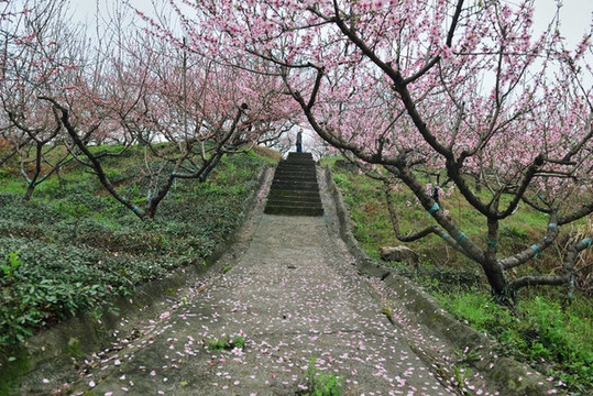 桃花園風(fēng)光