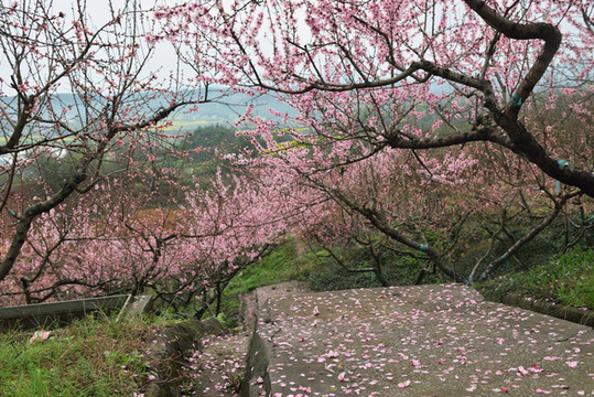 桃花園風(fēng)光