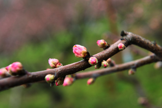 桃花園風(fēng)光