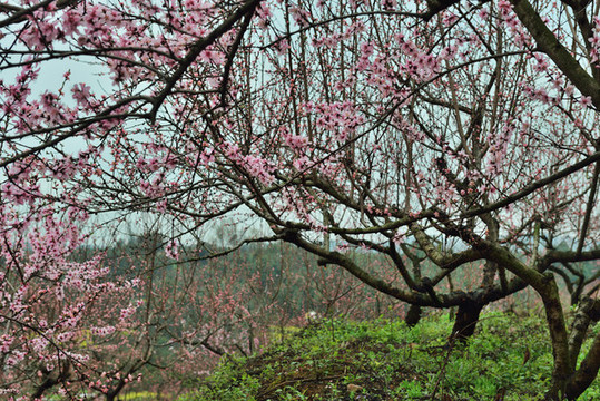 桃花園風(fēng)光