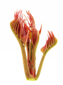 香椿芽