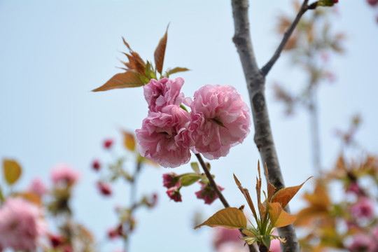 櫻花