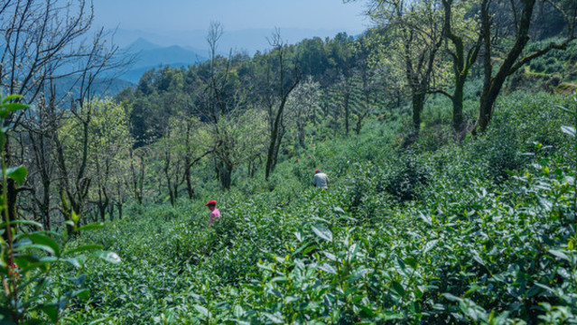 高山綠茶