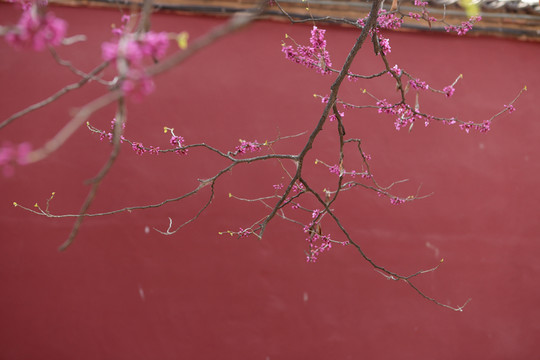 紫荊花