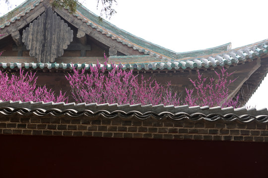 紫荊花