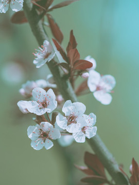 桃花盛開