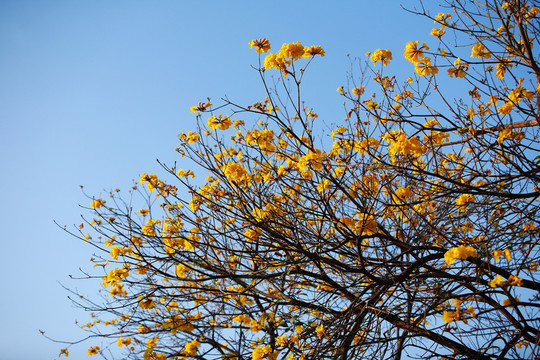 黃花風(fēng)鈴木