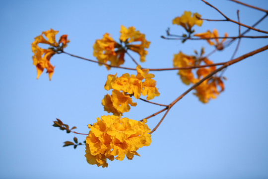 黃花風(fēng)鈴木