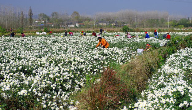 滁州貢菊